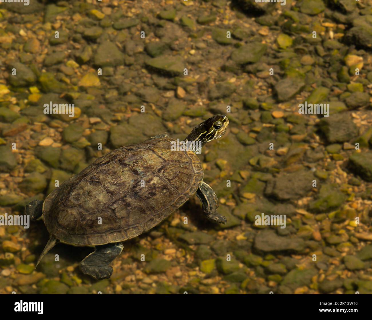 Flusskröte, Süßwasserschildkröte Stockfoto