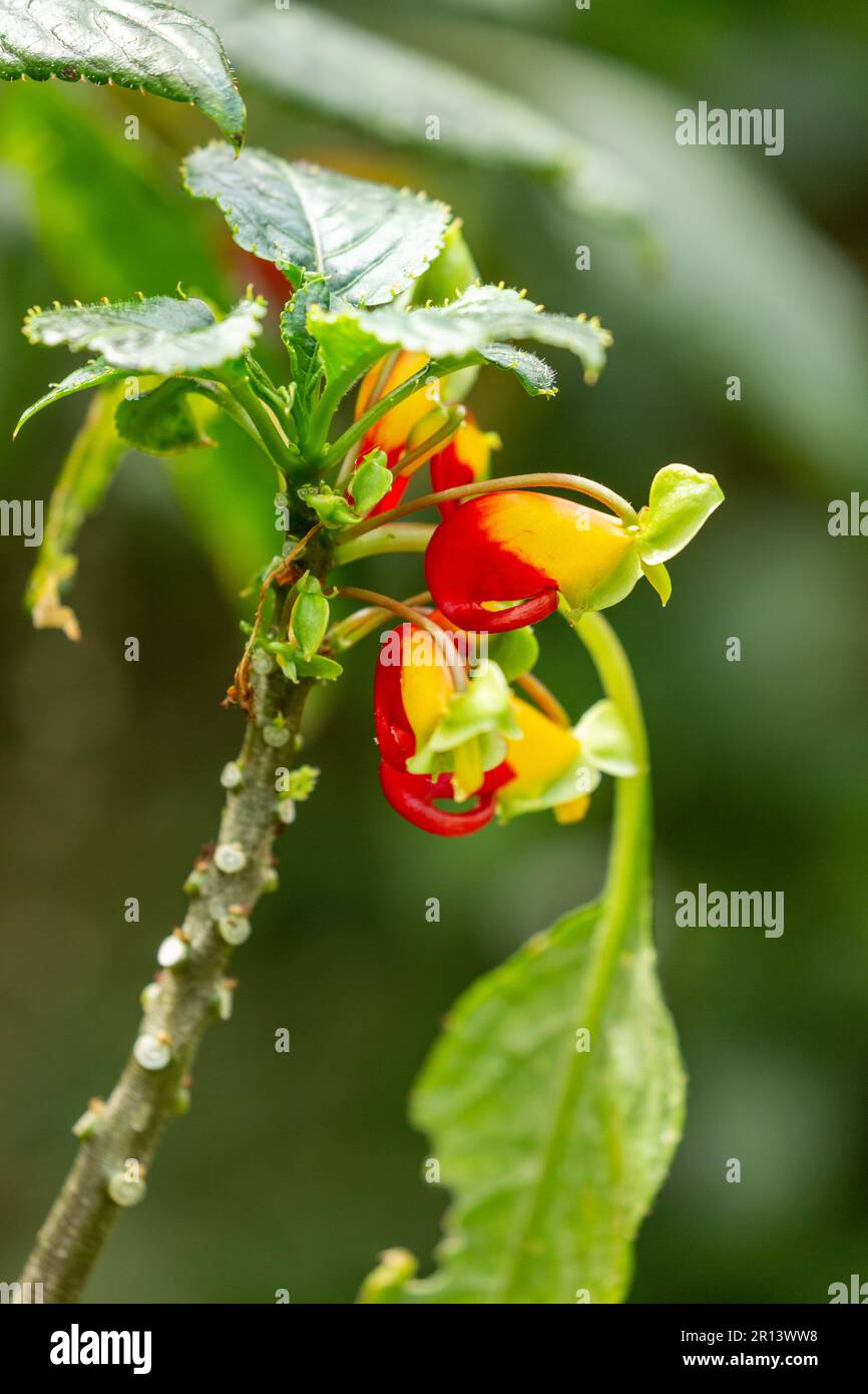 Impatiens niamniamensis, gebräuchlicher Name Kongo Kakadu, Papageienimpatiens oder einfach Papageienpflanze, ist eine Art Blütenpflanze in der Familie Balsaminac Stockfoto