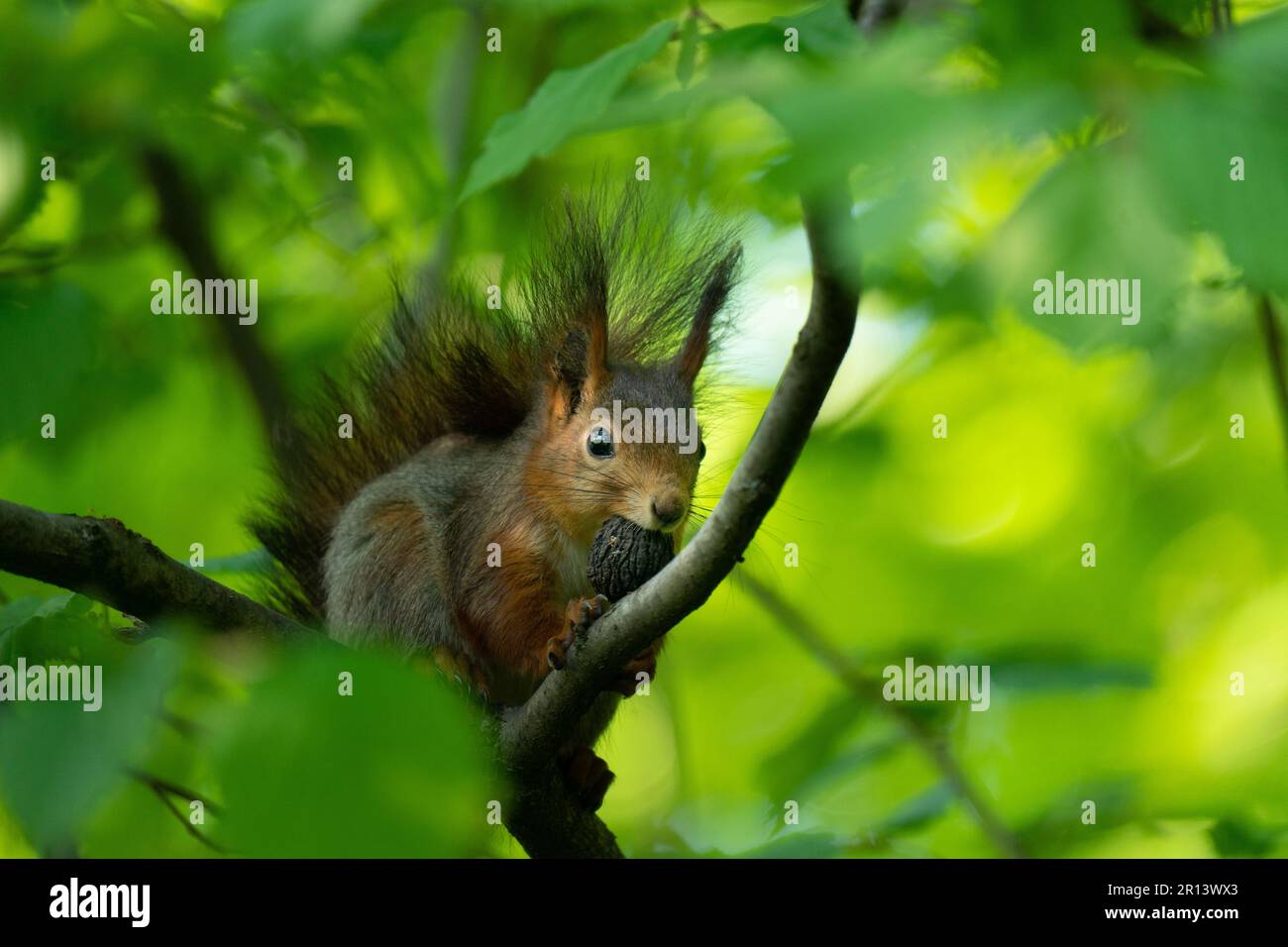 Eichhörnchen sitzt auf einem Ast und hält eine Nuss im Mund, isst Stockfoto