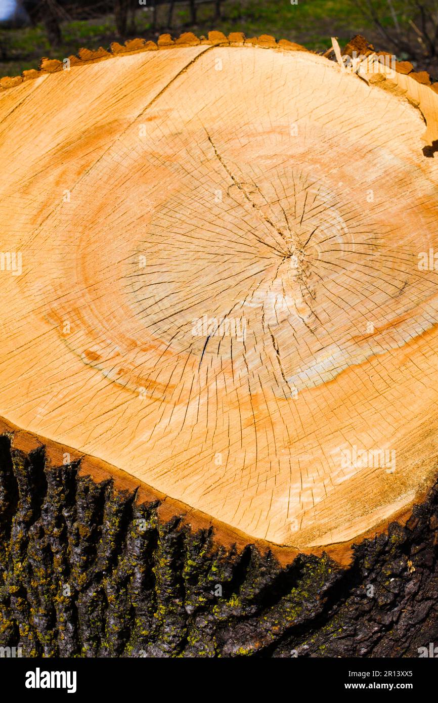 Baumstamm, Innenraum, Wald, Natur, Stockfoto