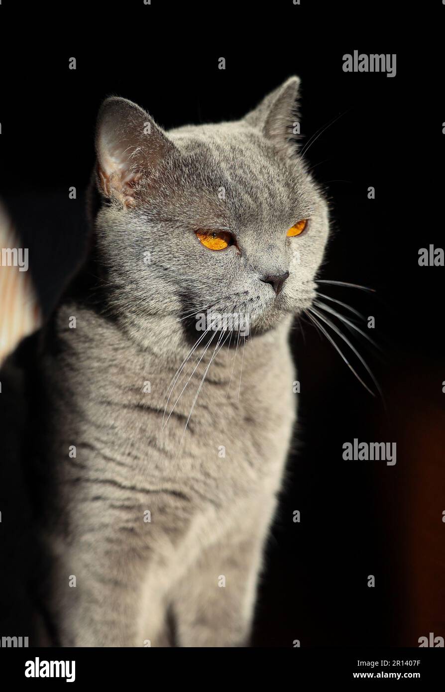 Eine schottische, gerade Katze mit orangefarbenen Augen und Sonnenlicht im Gesicht Stockfoto