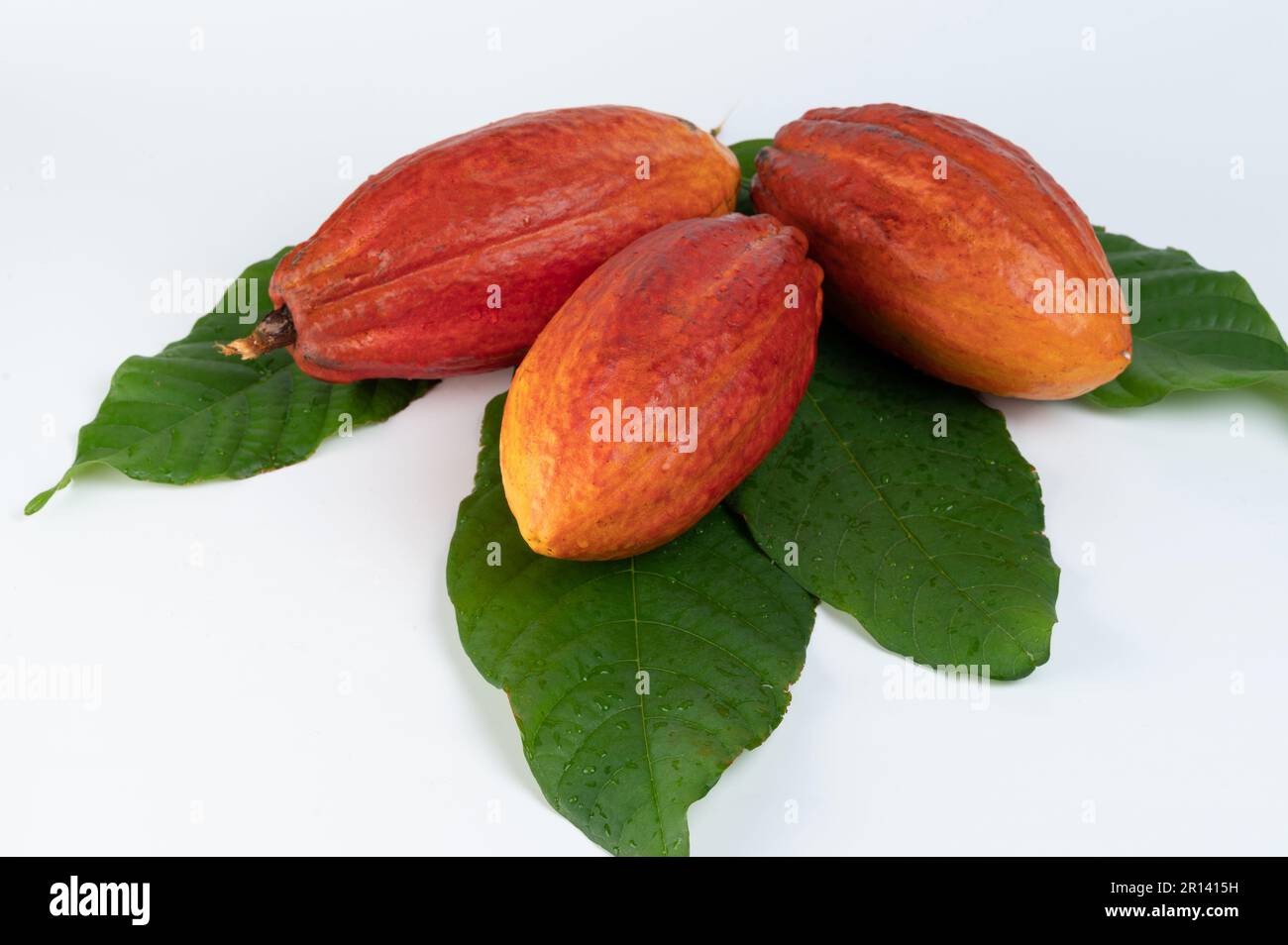Orangefarbene glänzende Kakaopads mit natürlichen grünen Blättern auf weißem Studiohintergrund Stockfoto