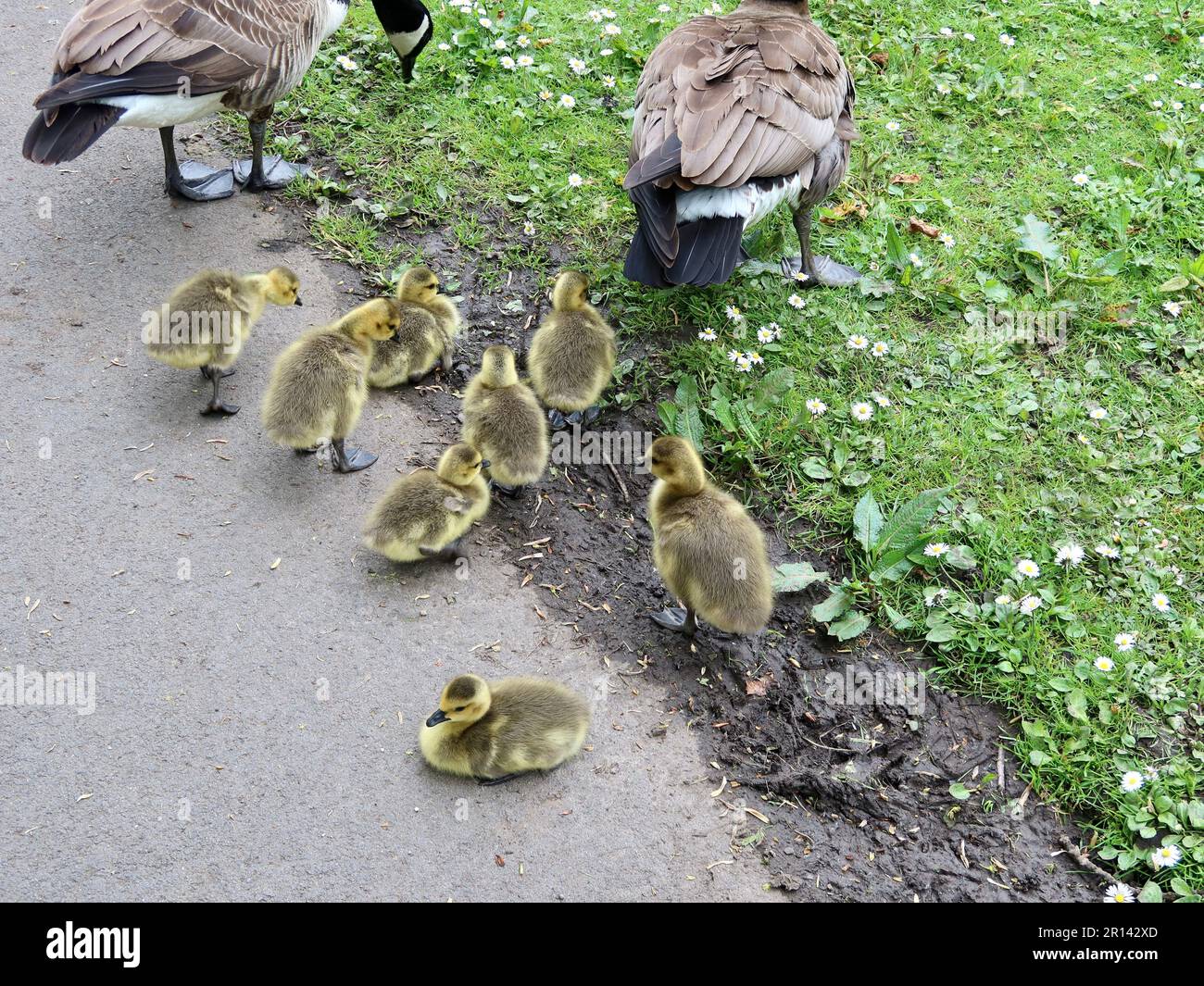 Hardwick Hall Country Park, Sedgefield, Co Durham, Großbritannien - 11. Mai 2023 : Heller Frühlingsnachmittag im Park. Kanadische Gänse. Stockfoto