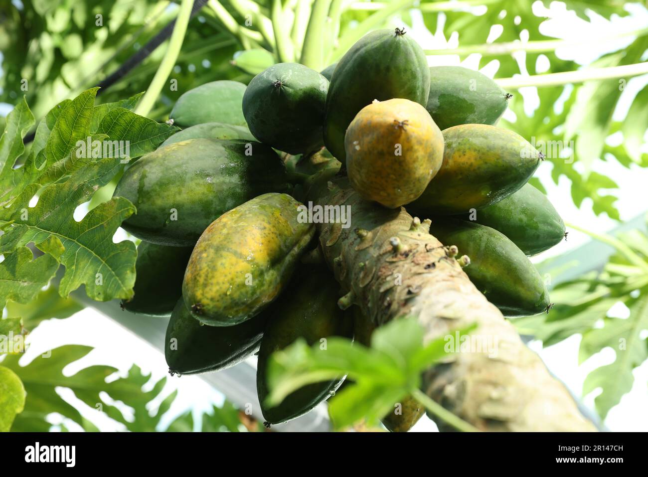 Unreife Papaya-Früchte wachsen auf Bäumen im Freien, Blick aus niedrigem Winkel Stockfoto