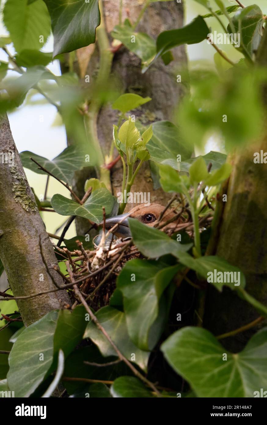 Zucht... Hawfink ( Coccothraustes coccothraustes ), weiblich, ausgewachsener Vogel auf dem Nest Stockfoto