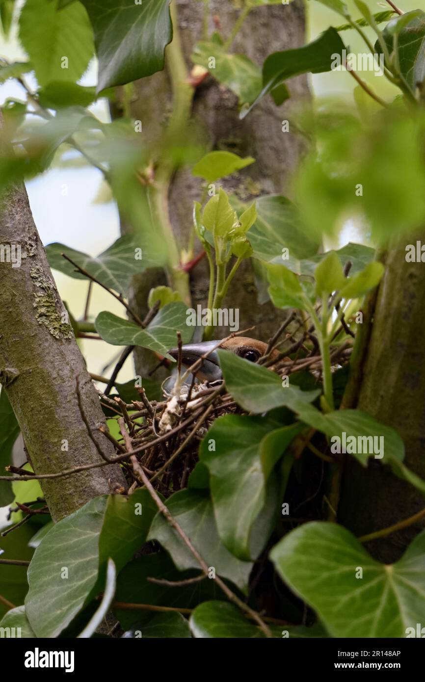 Zucht... Hawfink ( Coccothraustes coccothraustes ), weiblich, ausgewachsener Vogel auf dem Nest Stockfoto