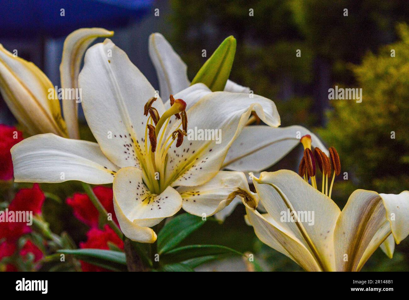 Lilium brownii var. Viridulum) ist eine ganzjährige Blume mit trompetenförmigen Blüten und braunen Schokoladenknospen. Stockfoto