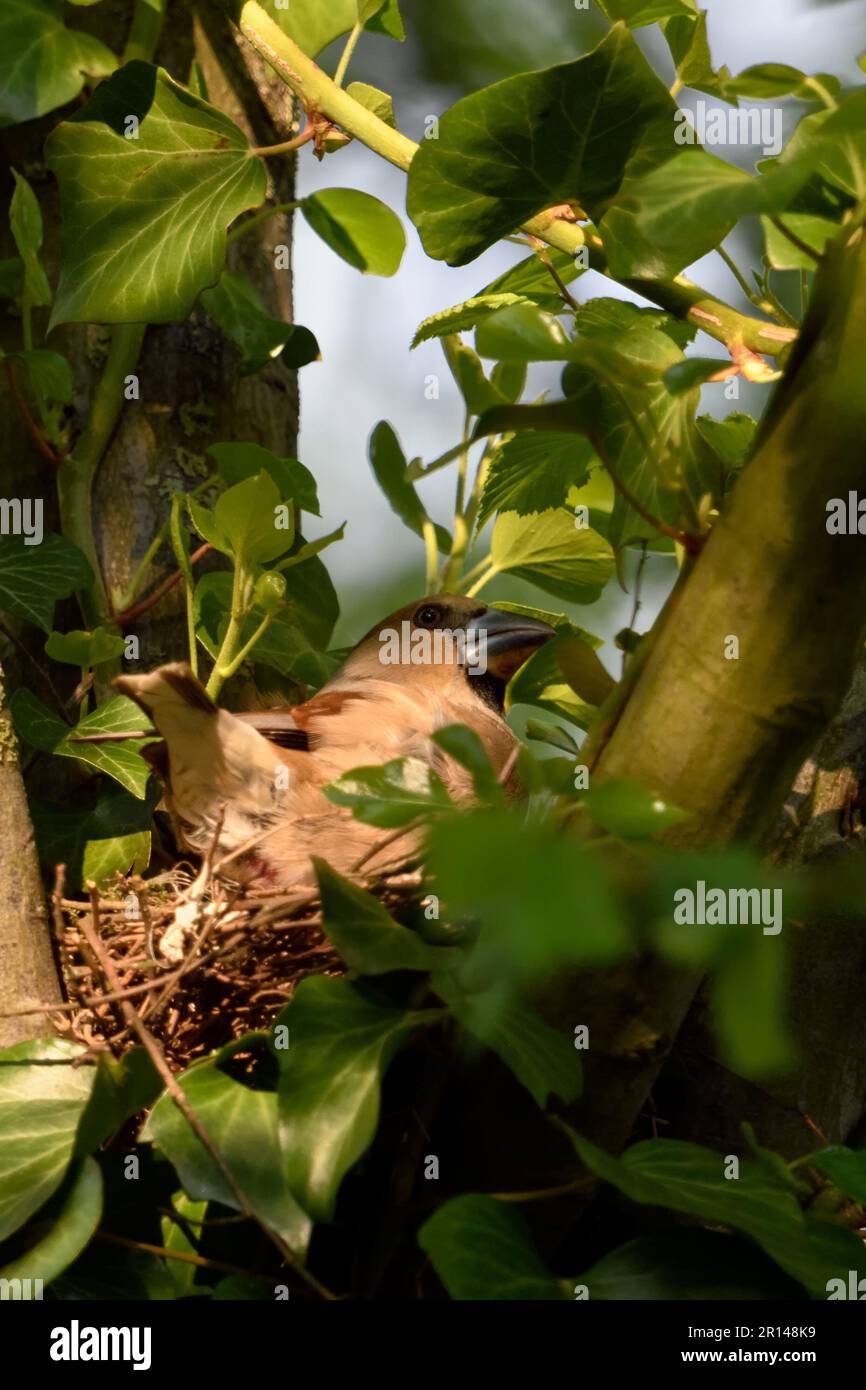Verschachteln... Hawfink ( Coccothraustes coccothraustes ) am Nest, weibliche adulte Vögel nisten, Zucht Stockfoto