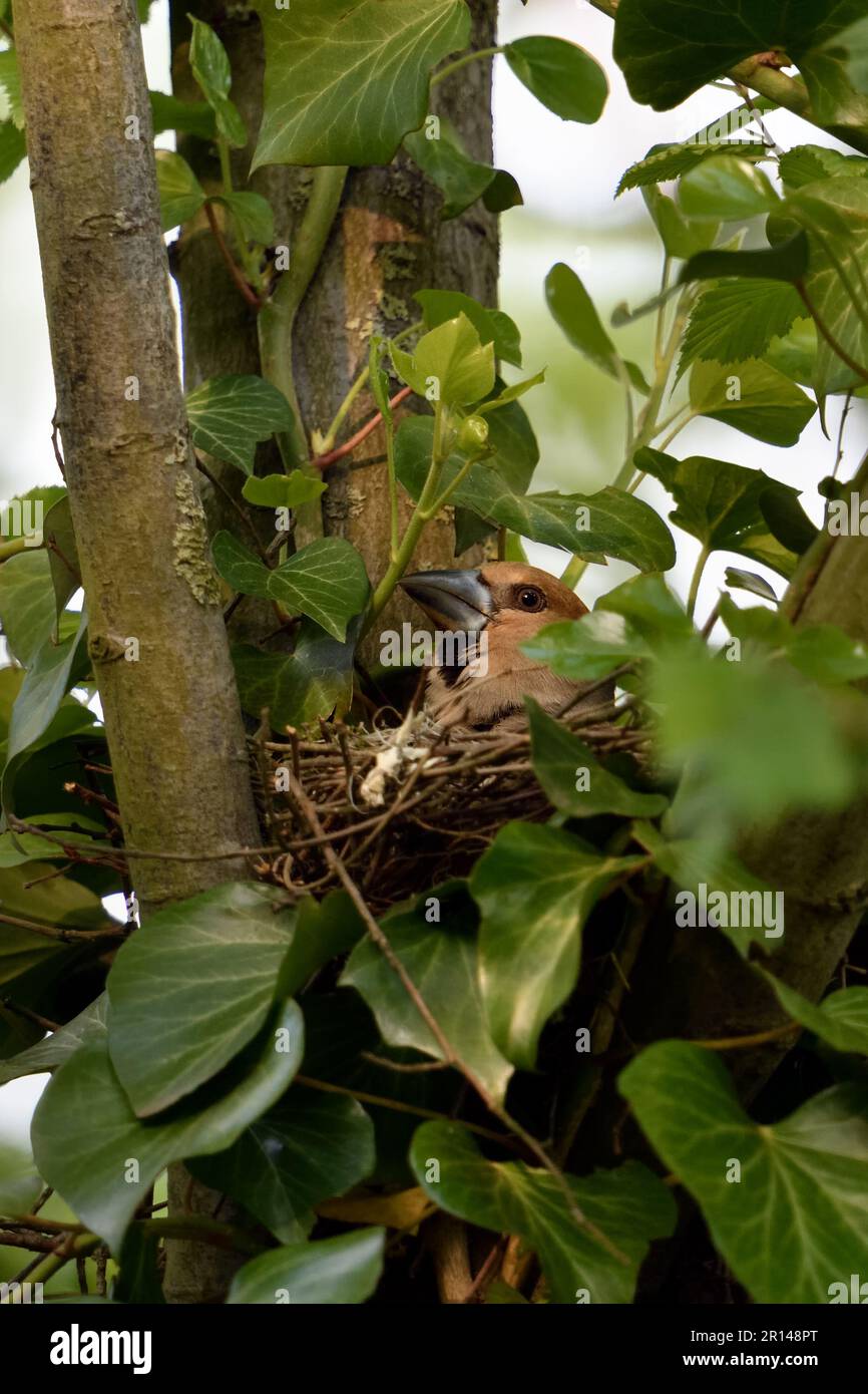 Verschachtelungszeit... Hawfink ( Coccothraustes coccothraustes ), weiblicher erwachsener Vogel auf dem Nest Stockfoto