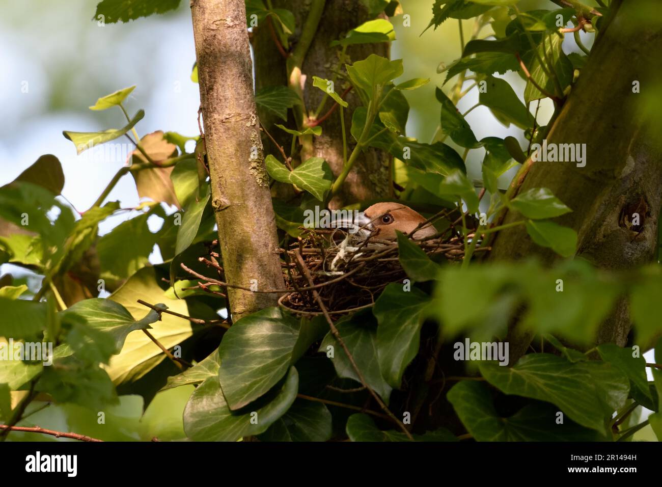 Geduldig züchten... Hawfinch ( Coccothraustes coccothraustes ), weiblich auf dem Nest Stockfoto