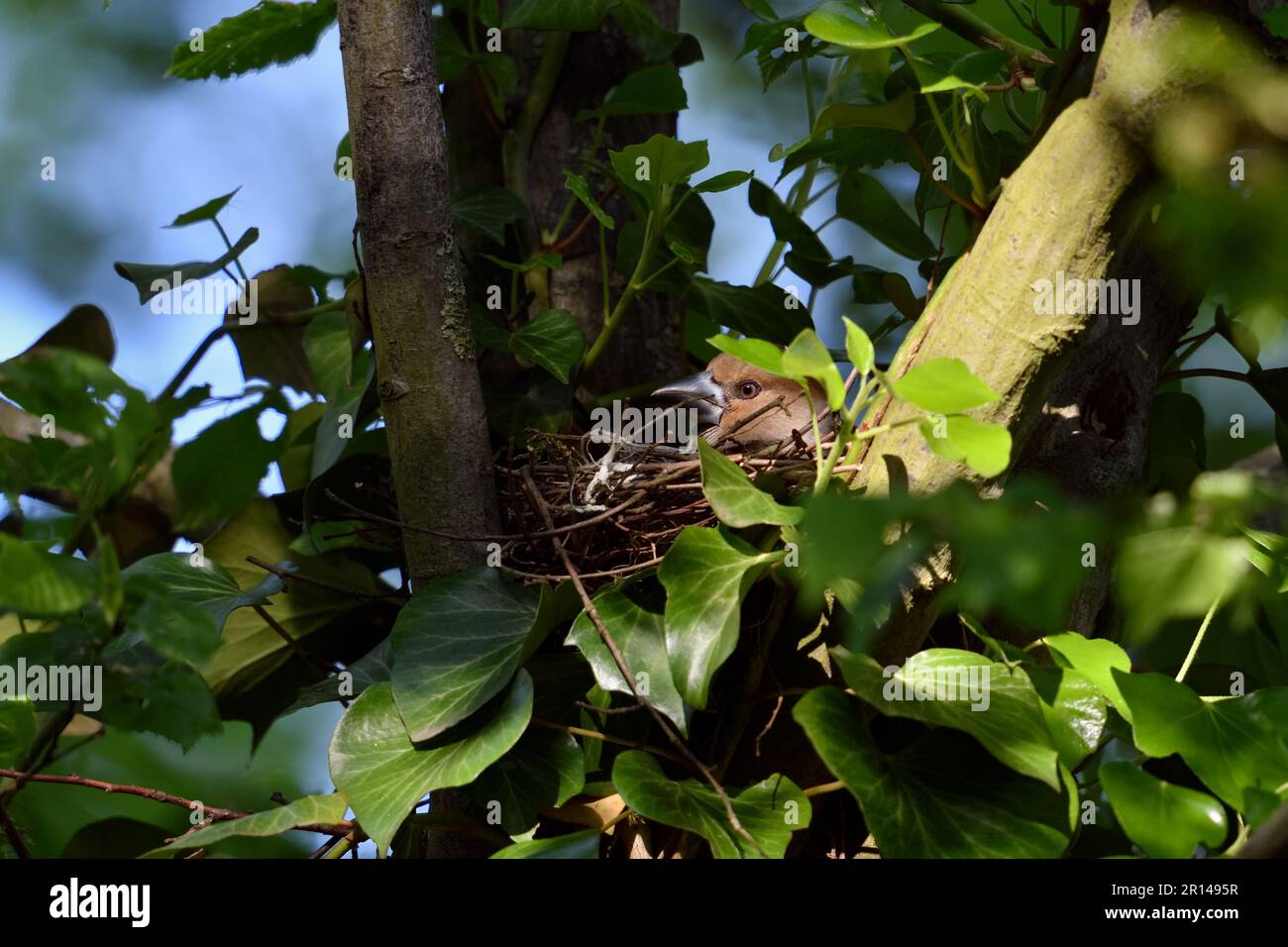 In wunderschönem Licht... Hawfink ( Coccothraustes coccothraustes ), weiblich im Nest Stockfoto