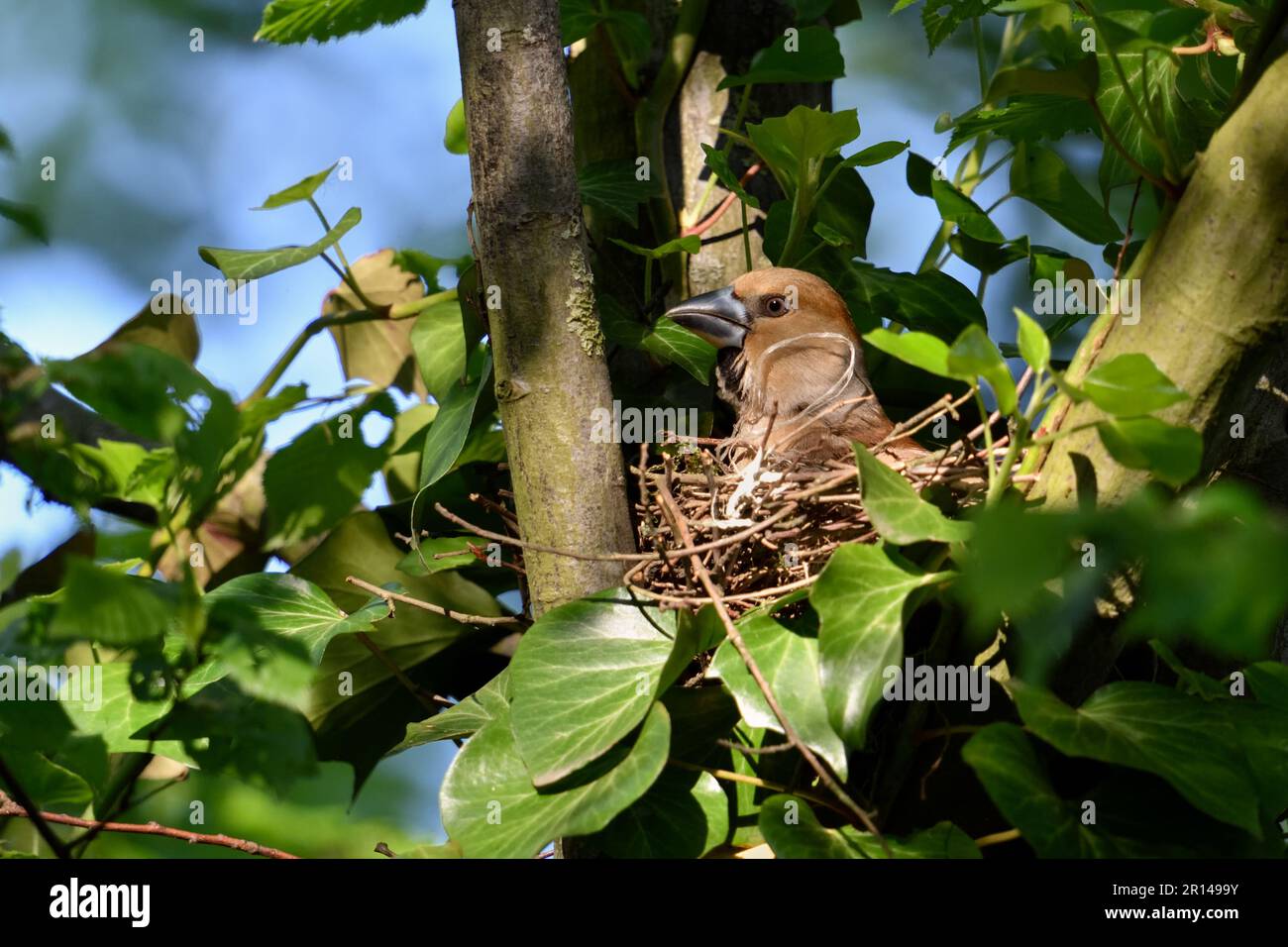 Ein kurzer Blick... Hawfinch ( Coccothraustes coccothraustes ), grüblerisch weiblich kontrolliert, schützt die Umwelt Stockfoto