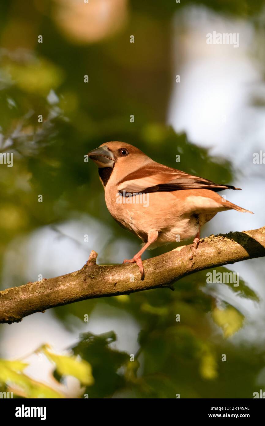 Unterwegs... Hawfink ( Coccothraustes coccothraustes ), weiblicher erwachsener Vogel im Wald im Spätlicht Stockfoto
