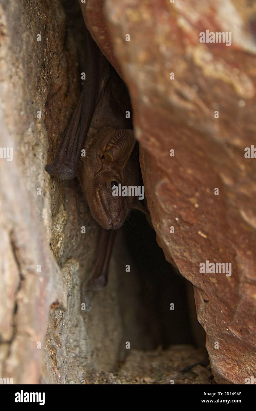 Teilansicht einer braunen Fledermaus, die tagsüber in einem Hohlraum versteckt ist Stockfoto