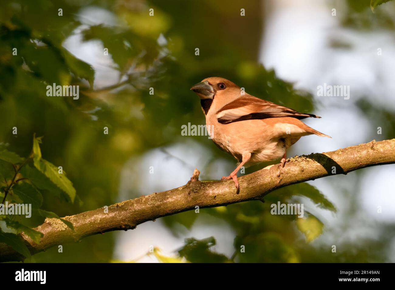 Unterwegs... Hawfink ( Coccothraustes coccothraustes ), weiblicher erwachsener Vogel im Wald im Spätlicht Stockfoto