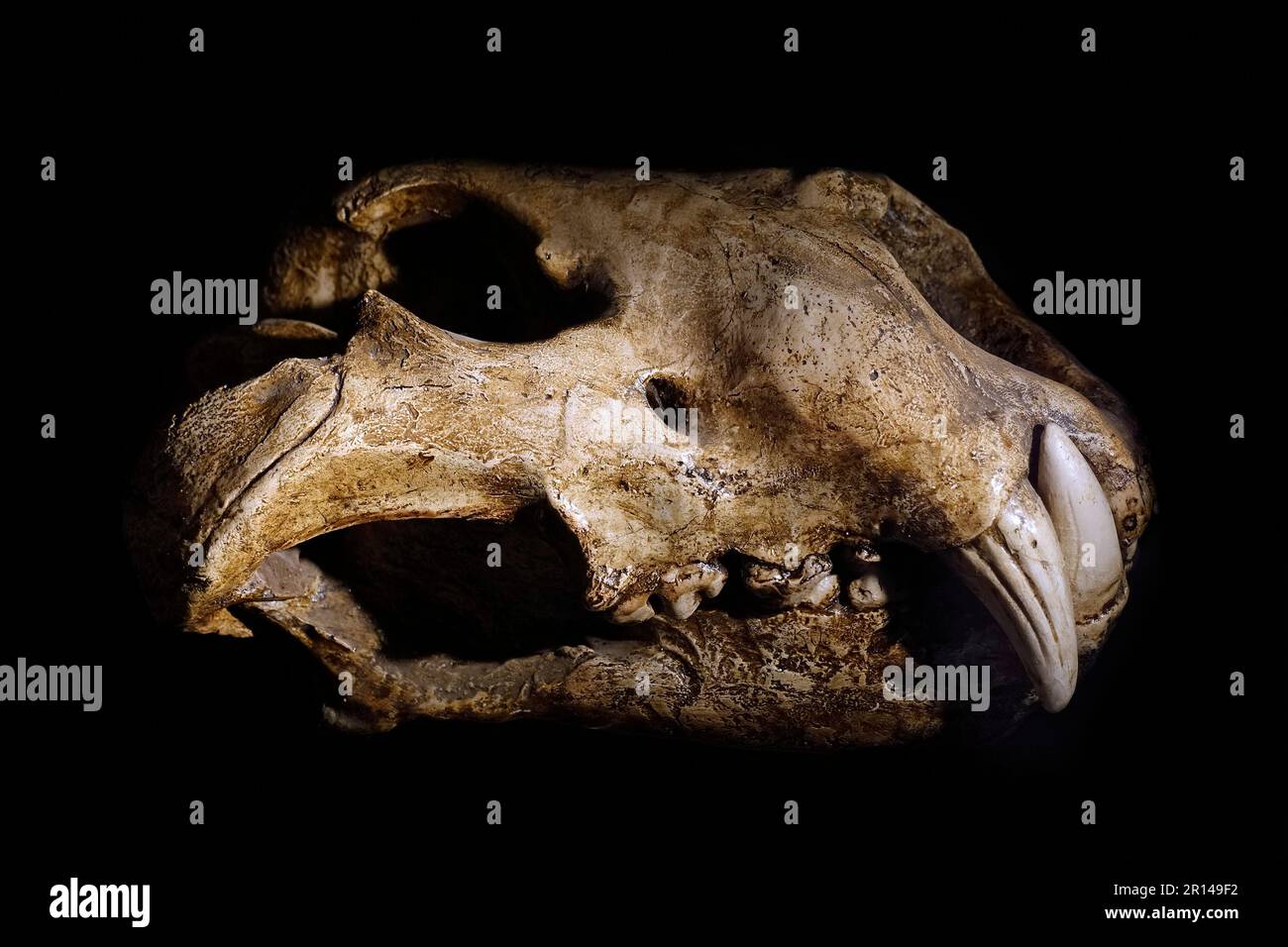 Eurasischer Höhlenlöwe (Panthera spelaea), Schädel-Fossil aus dem späten Pleistozän, Europa Stockfoto