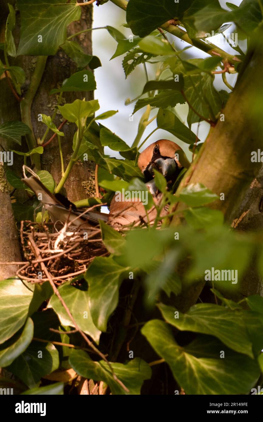 Aufgabenfreigabe... Hawfinch ( Coccothraustes coccothraustes ), männliche Fütterung grüblerender Weibchen Stockfoto