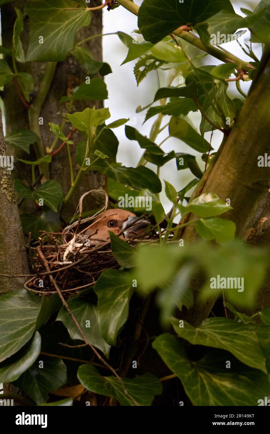 Tief im Nest liegen... Hawfink ( Coccothraustes coccothraustes ), weibliche Vogelbrut in der Astgabel eines Baumes Stockfoto