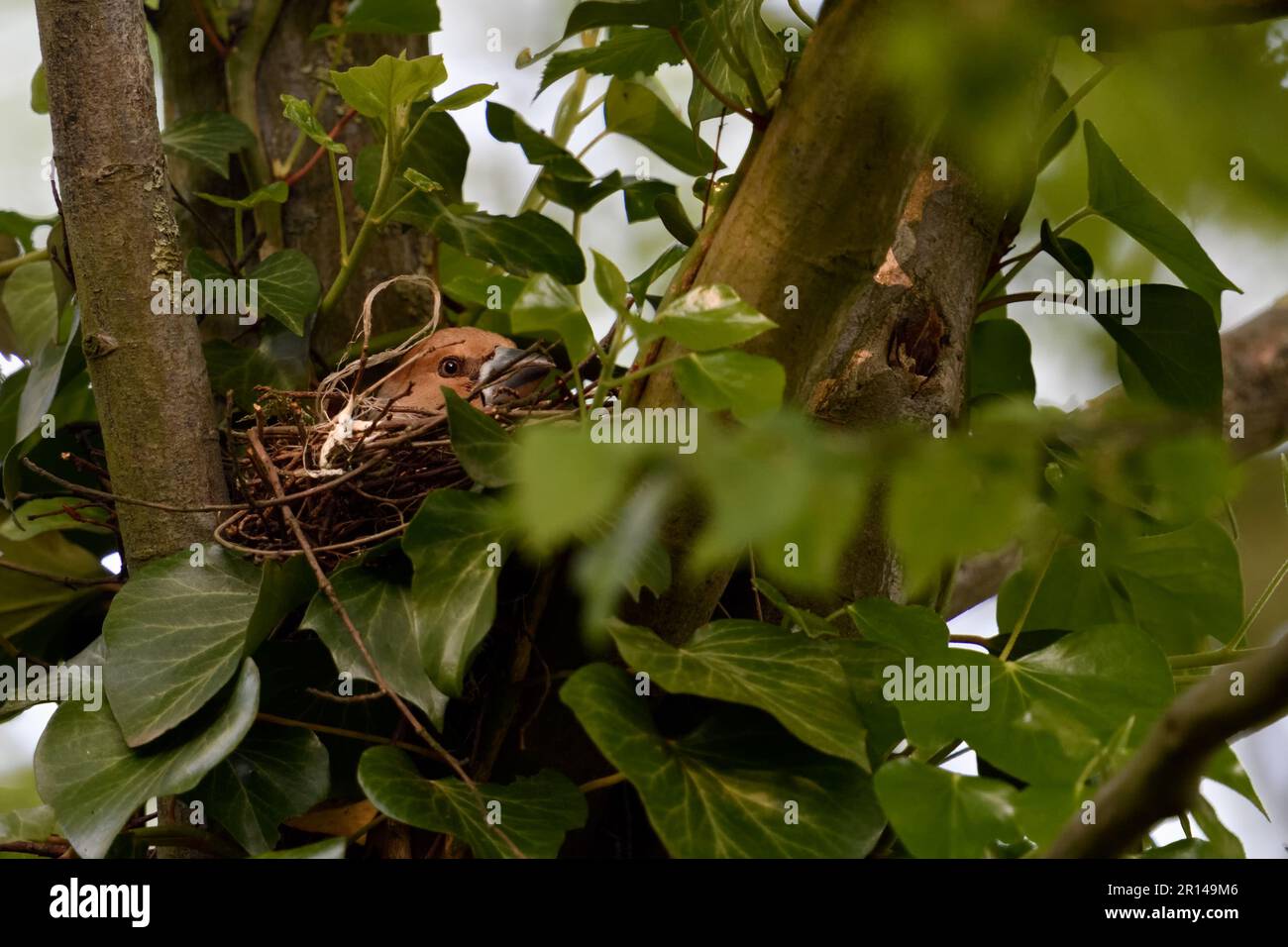 Tief im Nest liegen... Hawfink ( Coccothraustes coccothraustes ), weibliche Vogelbrut in der Astgabel eines Baumes Stockfoto