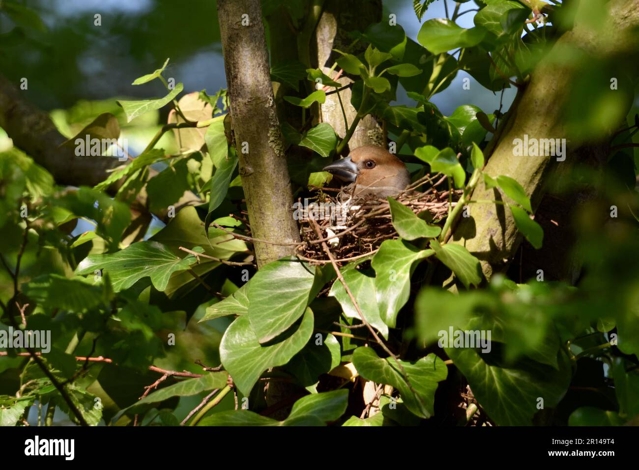 Gut versteckt... Hawfink ( Coccothraustes coccothraustes ), weiblich im Nest zwischen Efeu in Astgabel Stockfoto