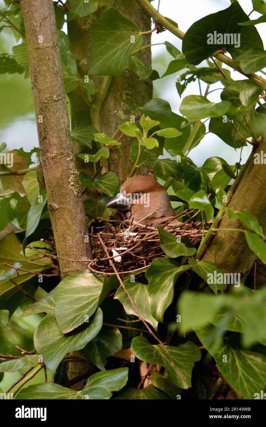 In der Baumkrone nisten... Hawfink ( Coccothraustes coccothraustes ), weibliche Zuchttiere, die aus dem Nest schauen Stockfoto