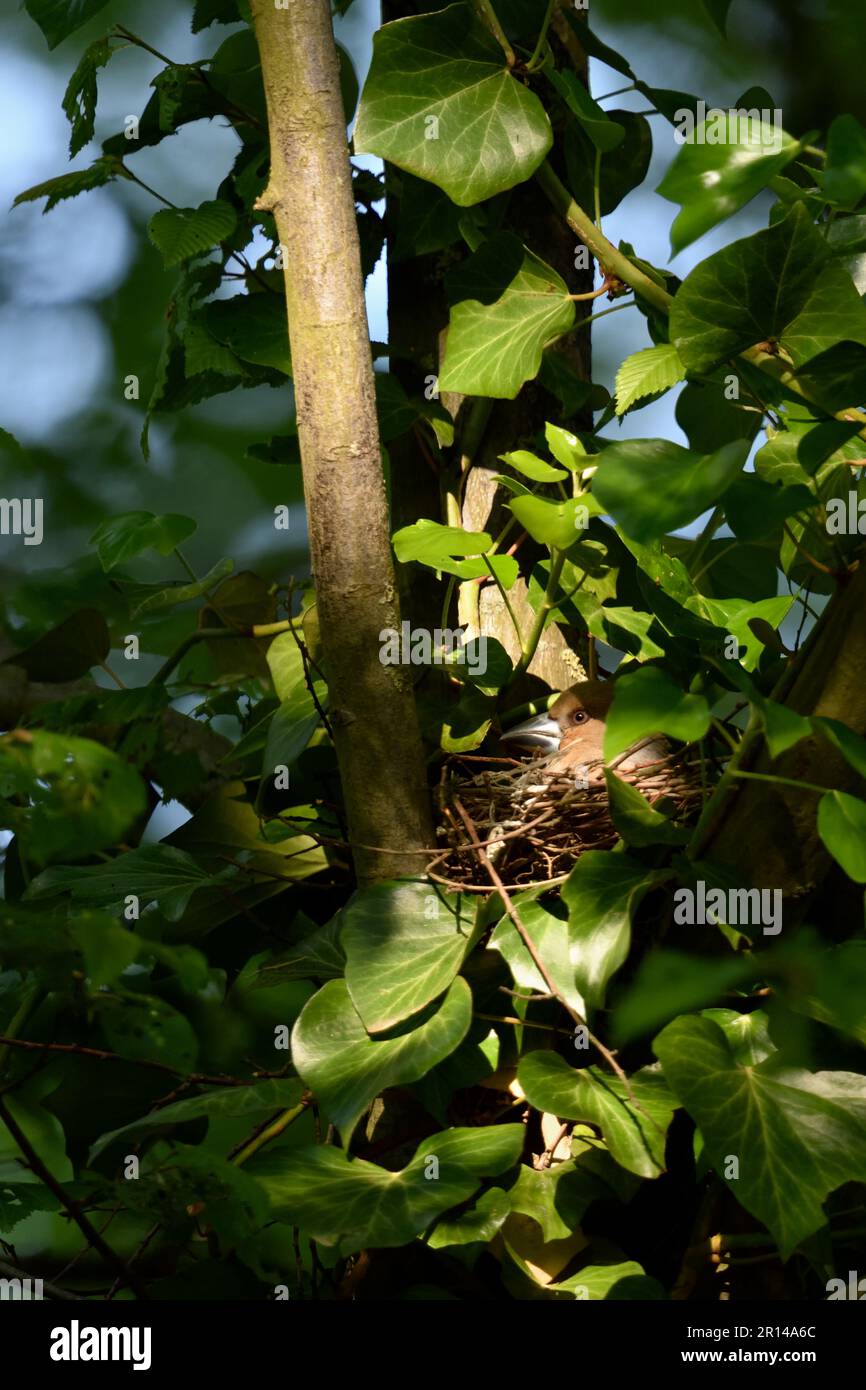 Gut versteckt... Hawfink ( Coccothraustes coccothraustes ) an der Niststelle, an der Zuchtstelle Stockfoto