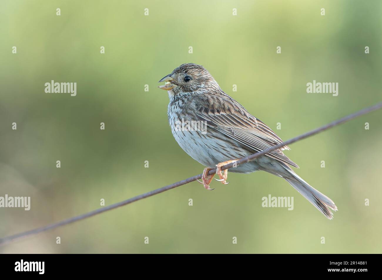 Maisbänke, Emberiza calandra, alleinstehender Erwachsener auf Draht mit Schnabel voller Samen, Albufera, Balearen, Mallorca, Spanien Stockfoto