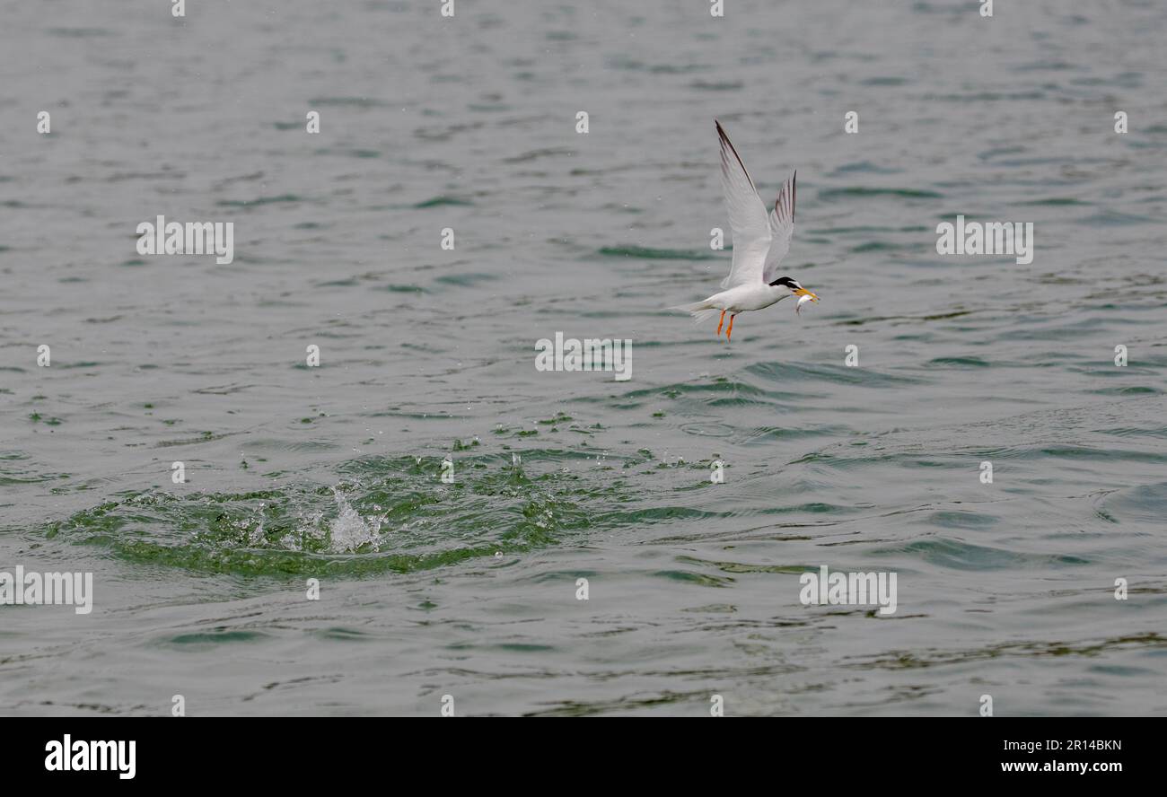 Kleine Ternenvögel sind Zugvögel von Bangladesch Stockfoto