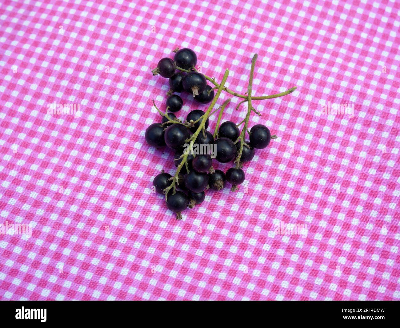 Schwarze Johannisbeeren (ribes nigrum) pflückten reife Beeren auf einer hübschen rosa karierten Tischdecke Stockfoto