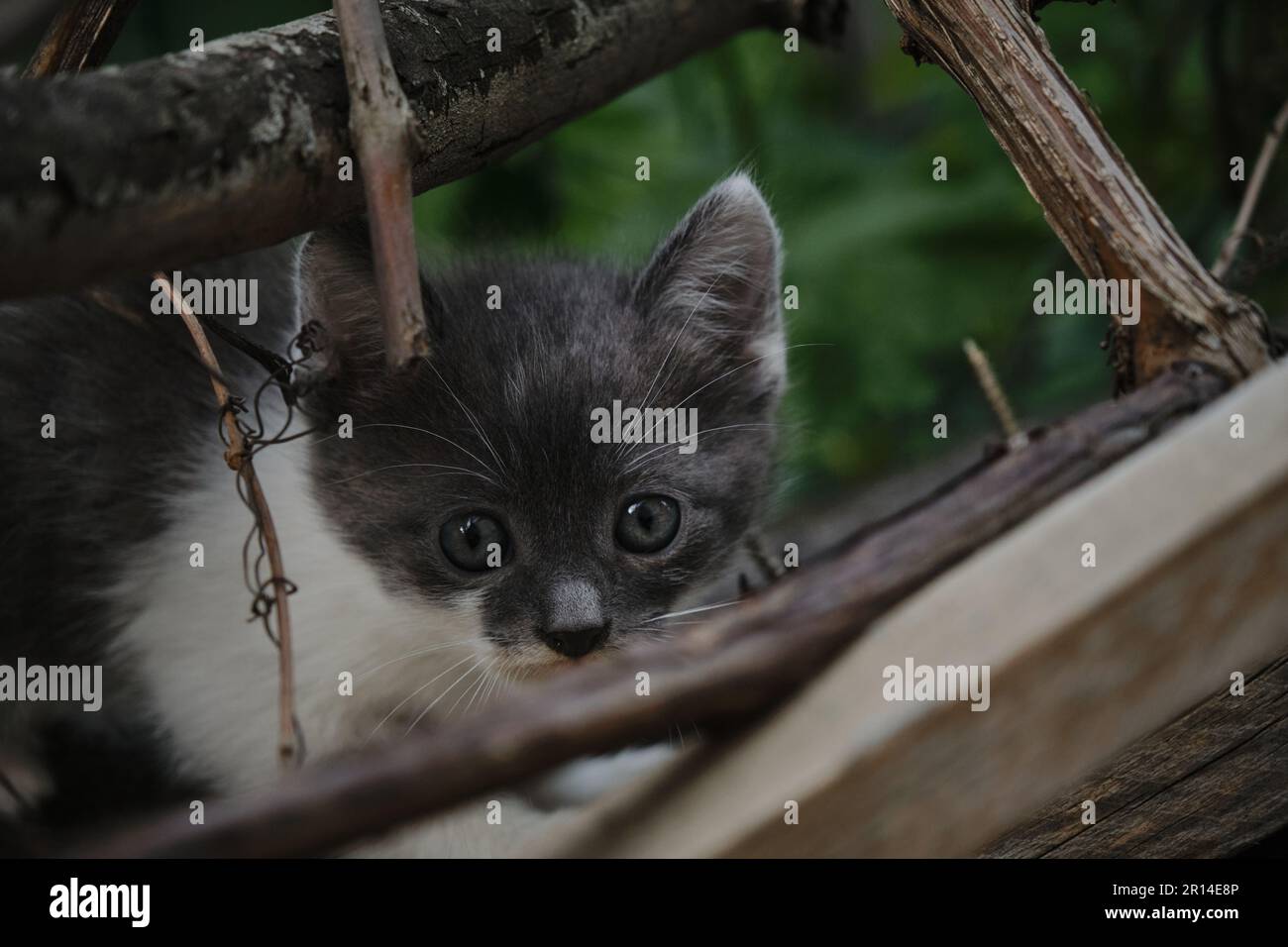 Ein kleines weißes Straßenkätzchen, das im Garten gegen grüne Büsche sitzt. Zum Problembegriff der aufgegebenen Tiere. Porträt von schön putzen Stockfoto