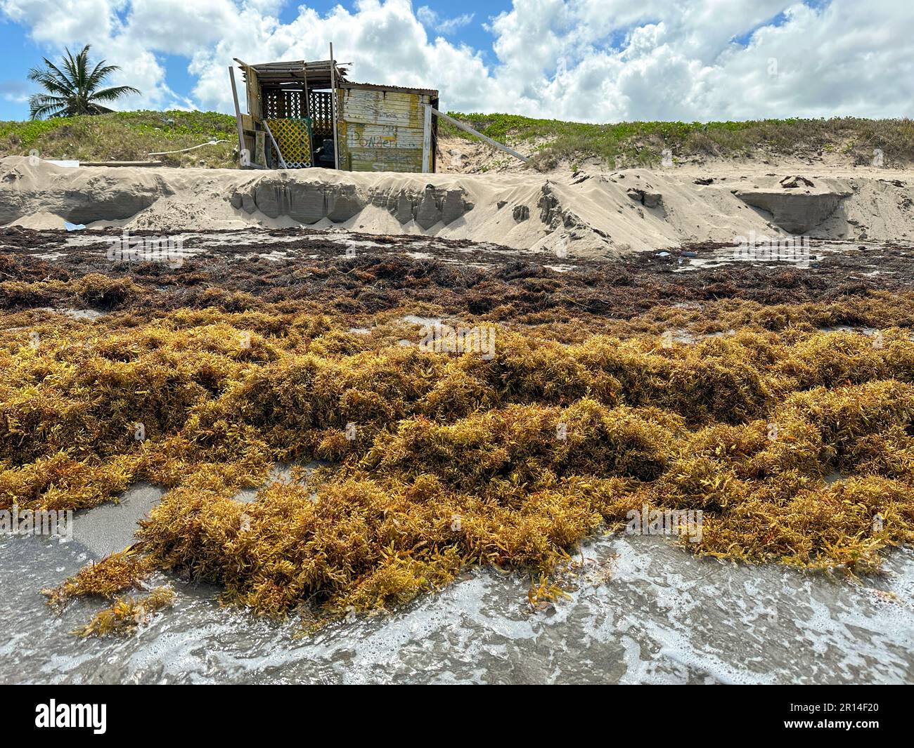 Sargassum Seetang am Atlantic Ocean Beach in St. Kitts, Westindische Inseln, 2. Mai 2023 Stockfoto