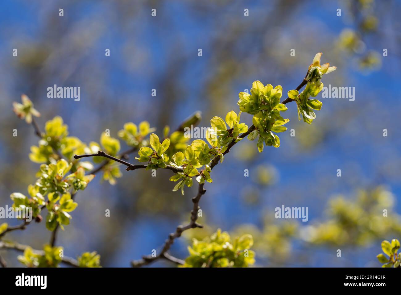Wych Elm (Ulmus glabra), Nahaufnahme der ovalförmigen Samen oder Früchte, die im späten Frühling produziert wurden Stockfoto