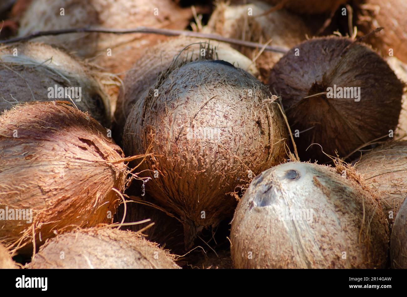 Trockene Kokosnüsse, bereit für die Ölgewinnung. Stockfoto
