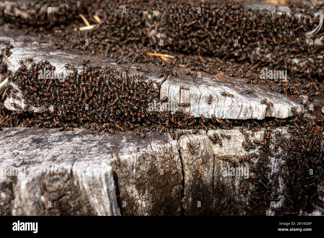 Wilde Ameisen nisten im alten Baumstamm im Wald. Stockfoto