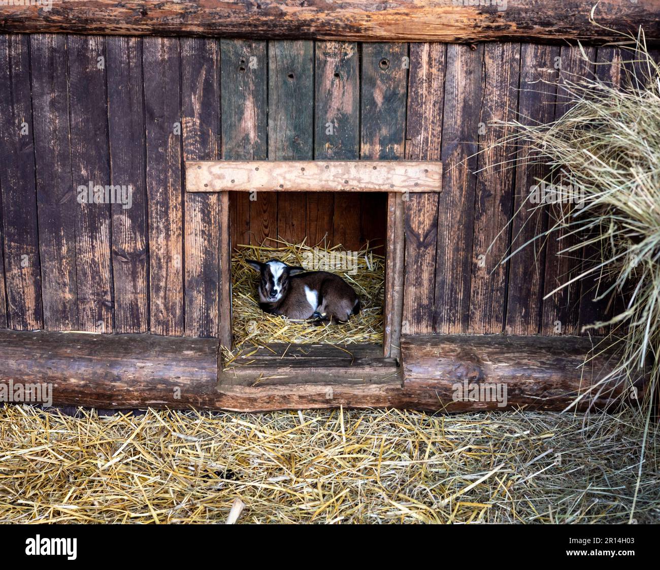 Eine braune Ziege, die auf Heu in einer hölzernen Scheune lag. Stockfoto