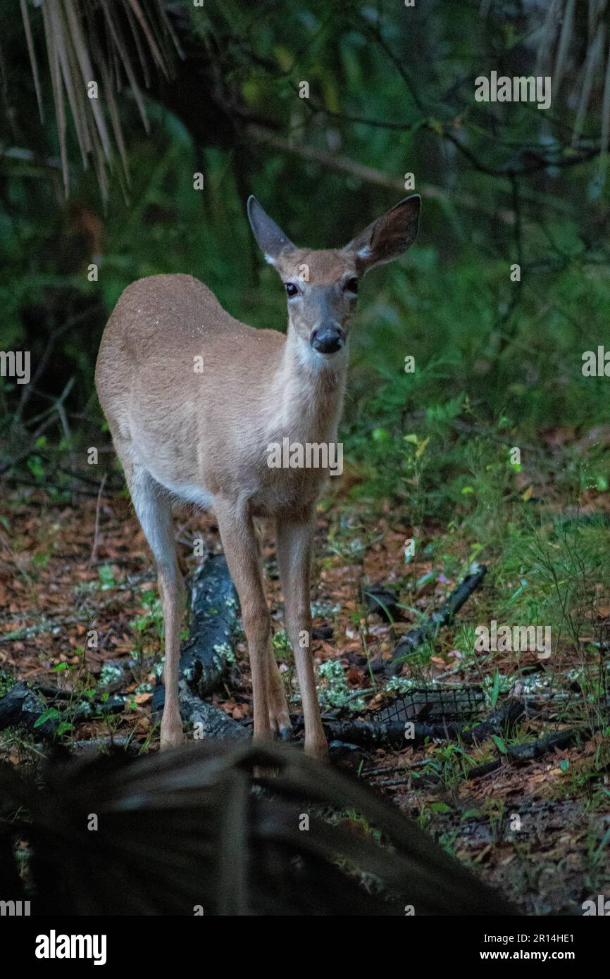 Junge Hirsche in den Wäldern von Edisto Island Stockfoto