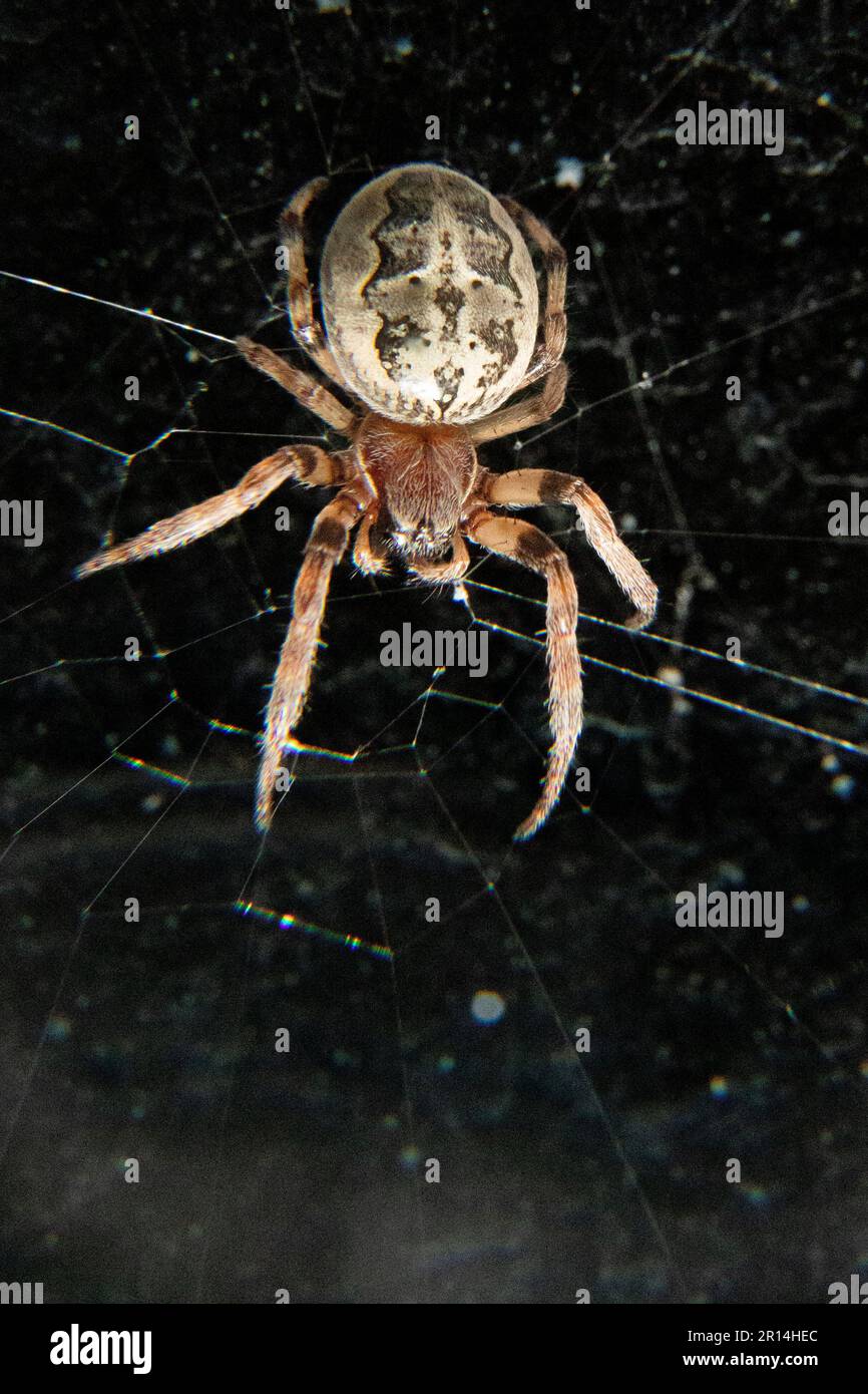 Nahaufnahme einer braunen, fetten Furchenkorbspinne in einem Spinnennetz auf schwarzem Hintergrund, Larinioides cornutus ist eine fette, braune Furchenkorbspinne, die in der lebt Stockfoto