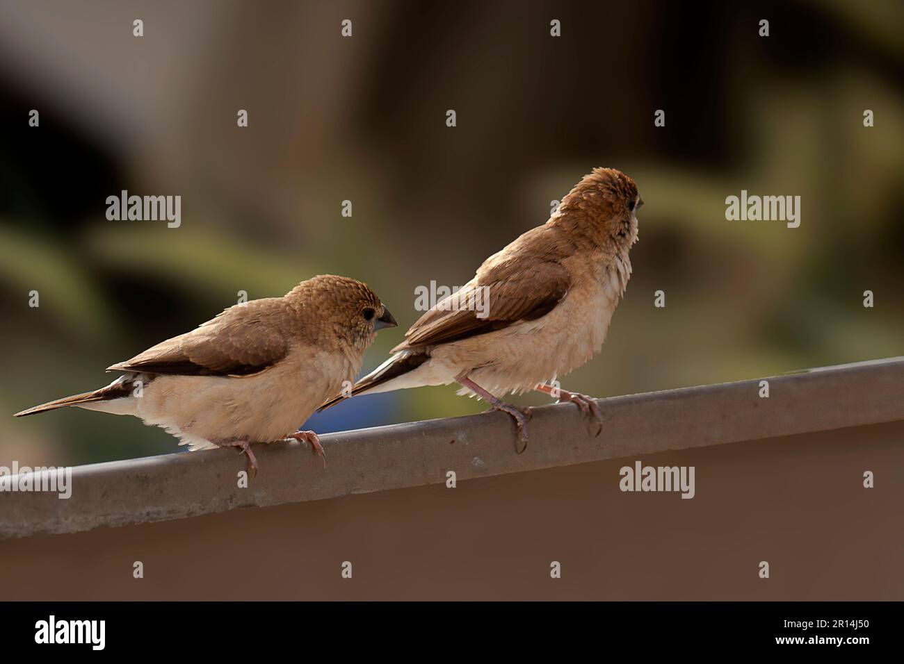 Zwei indische Silberschwindel oder weißer Hals Munia, Stockfoto