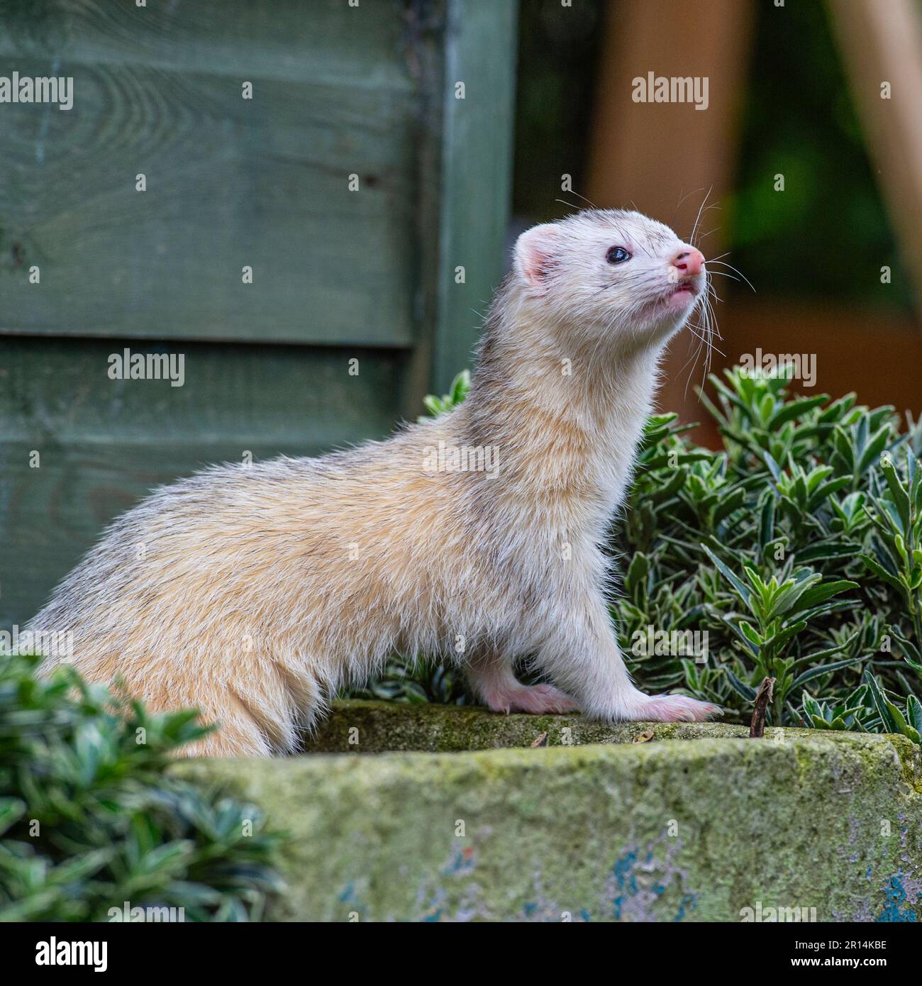 albino-Frettchen Stockfoto