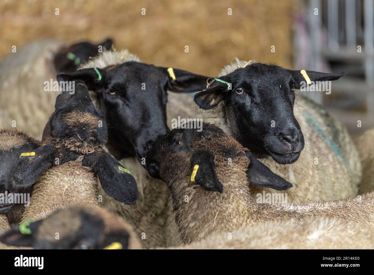 Der Stift des Suffolk-Schafes Stockfoto