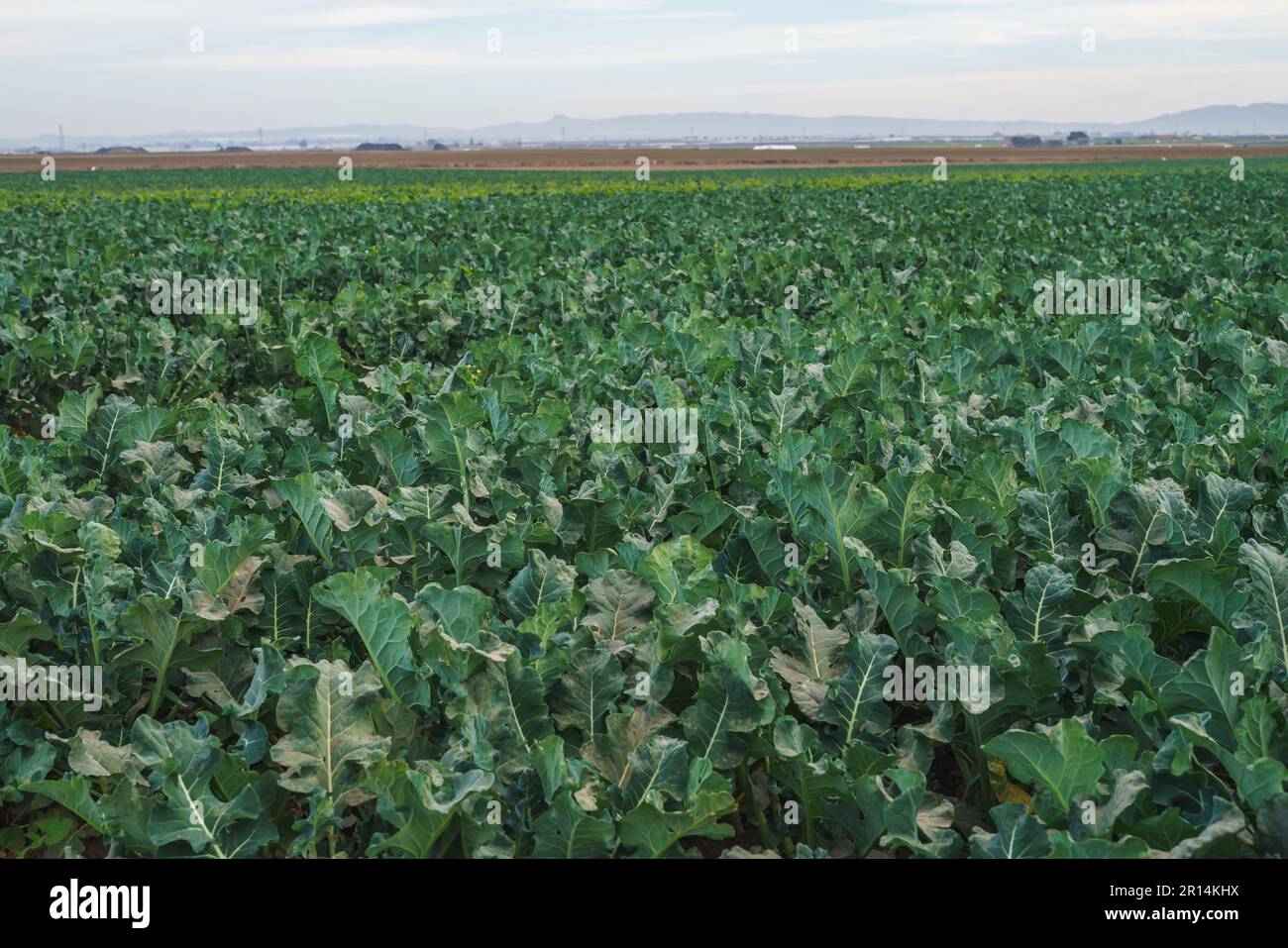 Landwirtschaftliche Feld von Kohlpflanzen. Junger Grünkohl in einer Reihe, Santa Barbara County, Kalifornien Stockfoto