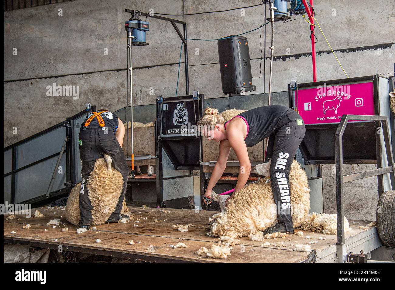Schafscheren-Wettbewerb Stockfoto