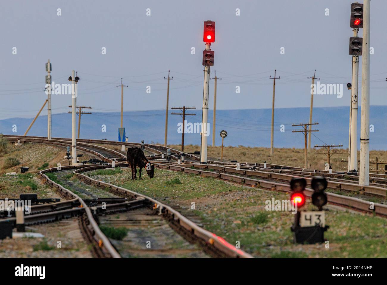 Eine Kuh grast zwischen Eisenbahnschienen neben roten Warnleuchten im ländlichen usbekistan Stockfoto