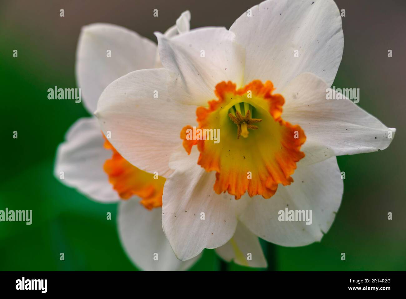 Weiße Narzissenblüte mit Schaft Karton mit Narzissen sechs Blütenblätter gelbe orangefarbene trompetenförmige zentrale Korona. Der zarte, helle, reiche, schöne Narci Stockfoto