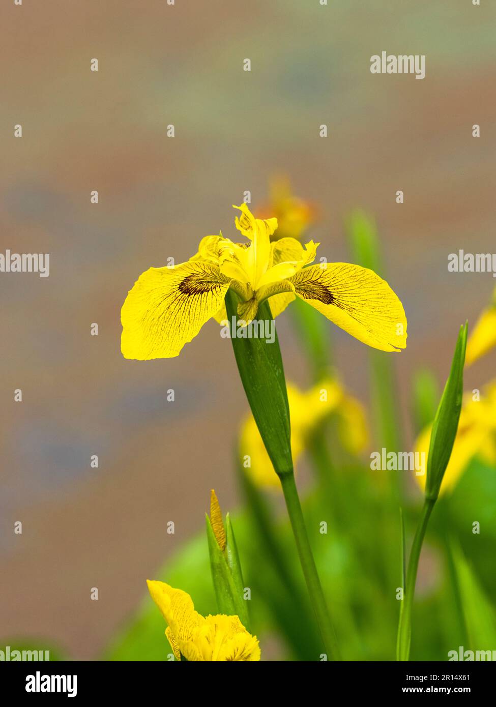 Braun markiert gelbe Blüten der Flagge Iris, Iris Pseudacorus 'Roy Davidson' Stockfoto