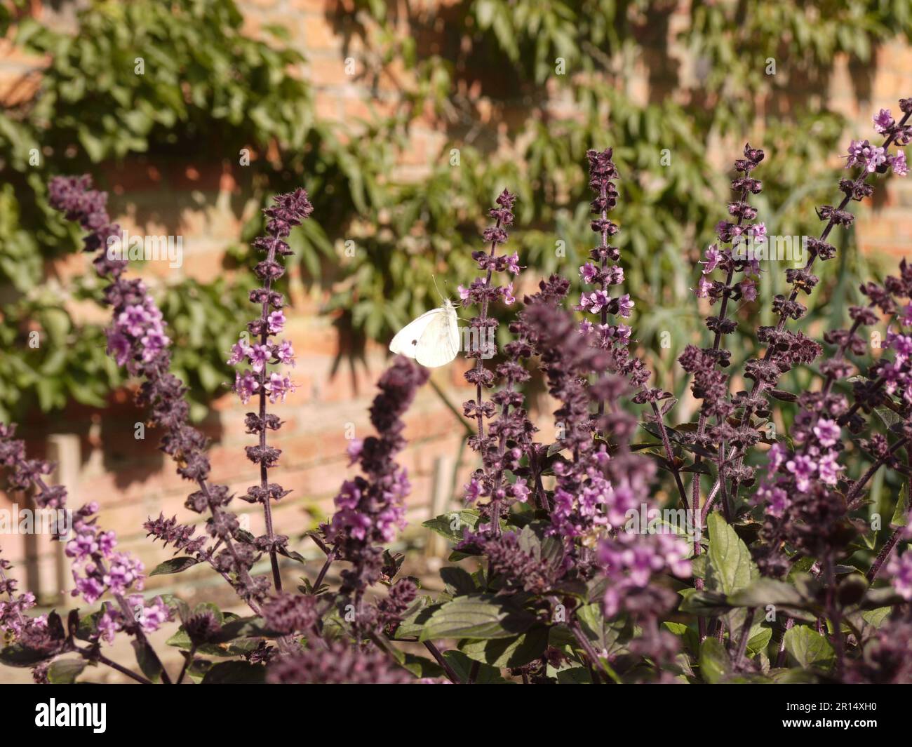 Ein kleiner weißer Schmetterling (Pieris rapae) besucht die violetten Basilikumblüten (ocimum) im ummauerten Garten in Brobury House Gardens, Herefordshire, Großbritannien Stockfoto