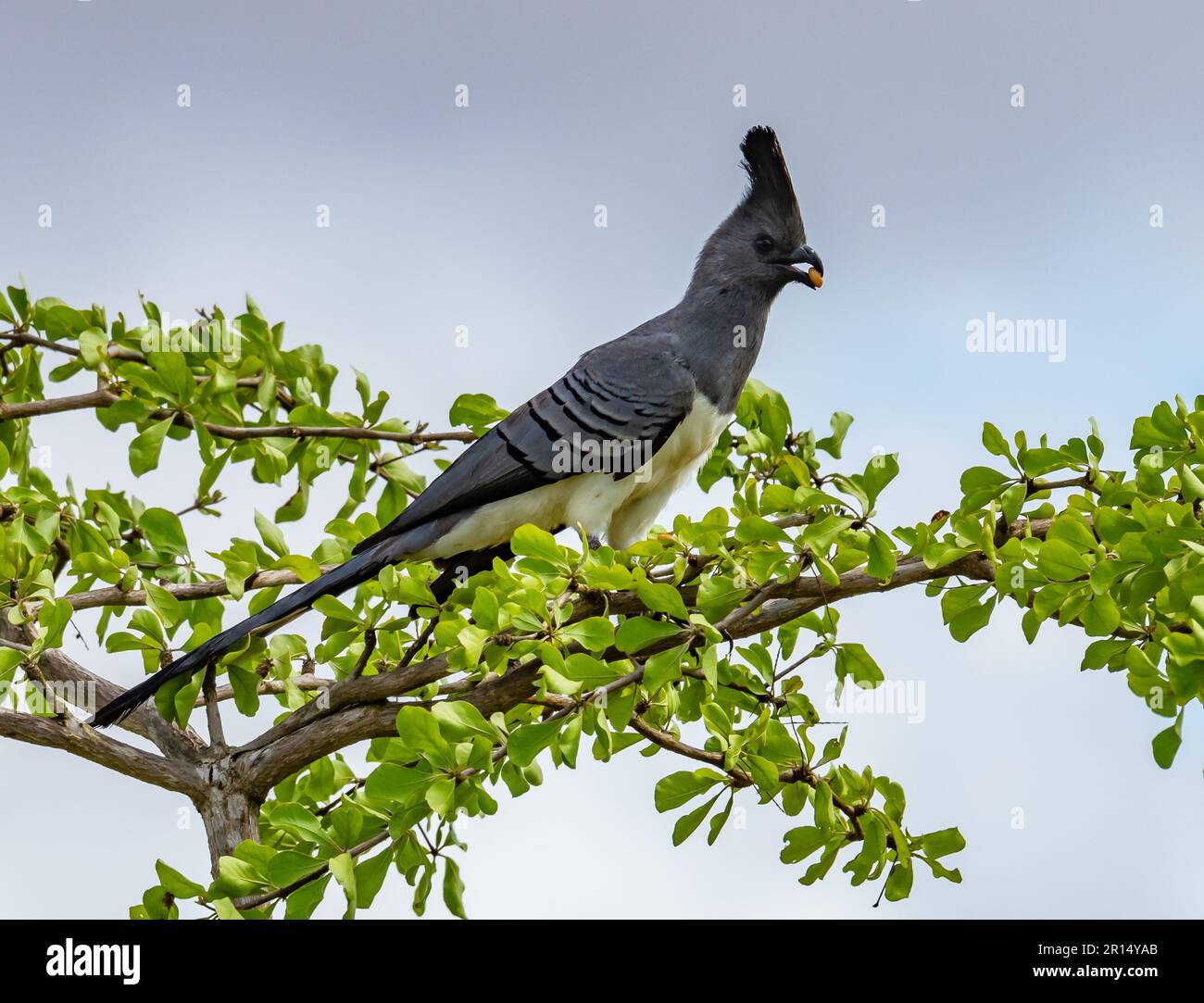 Ein Weißbauch-Gehen-Vogel (Corythaixoides leucogaster), der sich auf einem Baum ernährt. Kenia, Afrika. Stockfoto