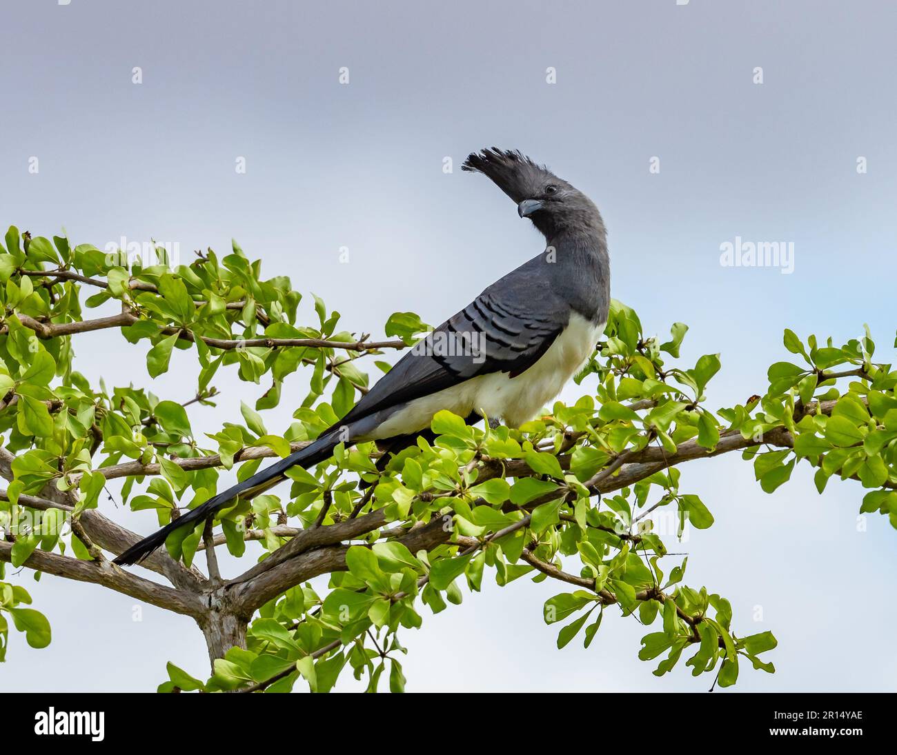 Ein Weißbauch-Gehen-Vogel (Corythaixoides leucogaster) hoch oben auf einem Ast. Kenia, Afrika. Stockfoto