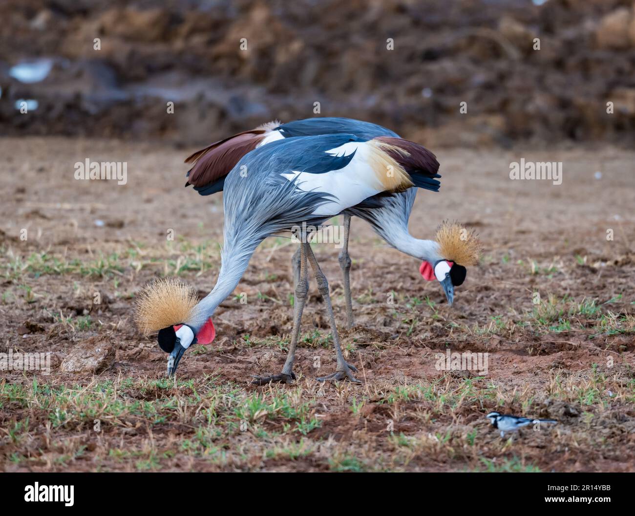 Ein Paar vom Aussterben bedrohte Kraniche (Balearica regulorum), die auf dem Boden forschen. Kenia, Afrika. Stockfoto