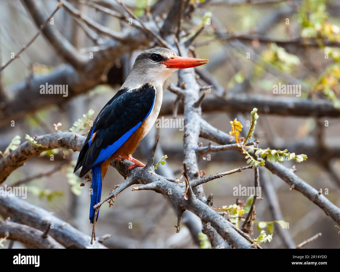 Ein grauköpfiger Kingfisher (Halcyon leucocephala) auf einem Ast. Kenia, Afrika. Stockfoto